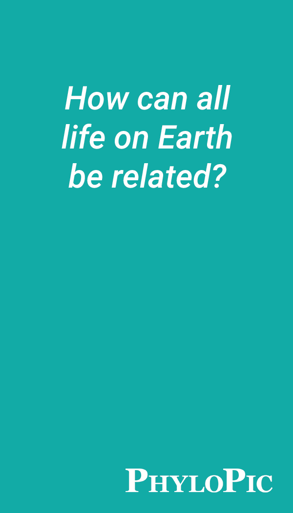 How can all life on Earth be related?